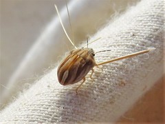 Homaemus parvulus