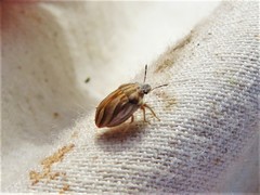 Homaemus parvulus