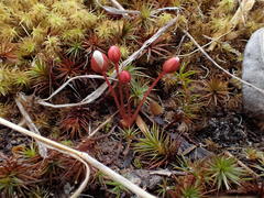 Drosera praefolia