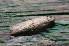 Homoeosoma nebulella