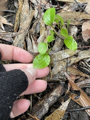 Zantedeschia aethiopica