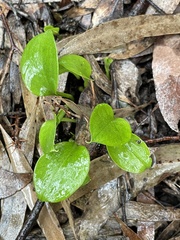 Zantedeschia aethiopica