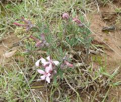 Pachypodium succulentum