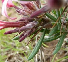 Pachypodium succulentum