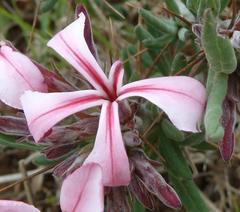 Pachypodium succulentum