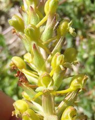 Satyrium parviflorum