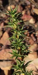Cliffortia acanthophylla