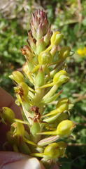 Satyrium parviflorum