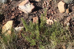 Cliffortia acanthophylla