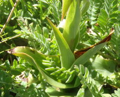 Satyrium parviflorum
