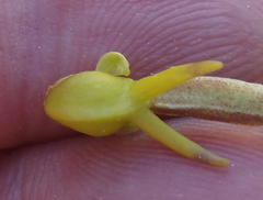 Satyrium parviflorum