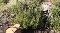 Cliffortia acanthophylla