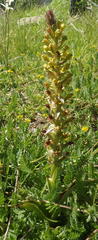 Satyrium parviflorum