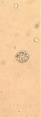Cyclotella stylorum