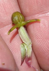 Satyrium parviflorum