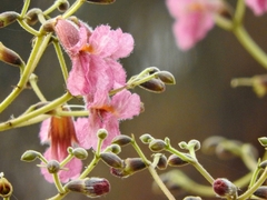 Stereospermum chelonoides