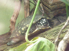 Geoclemys hamiltonii