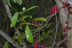 Amyema scandens