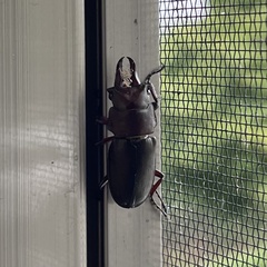 Prismognathus dauricus