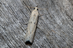 Phycitodes lacteella