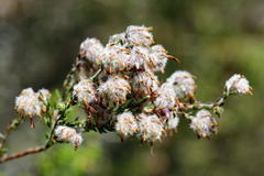 Erica eriocephala