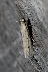 Phycitodes lacteella