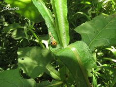 Harmonia axyridis