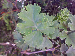 Pelargonium gibbosum