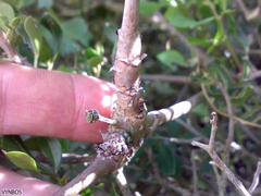 Pelargonium gibbosum