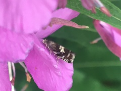 Grapholita aureolana