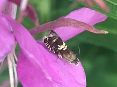 Grapholita aureolana