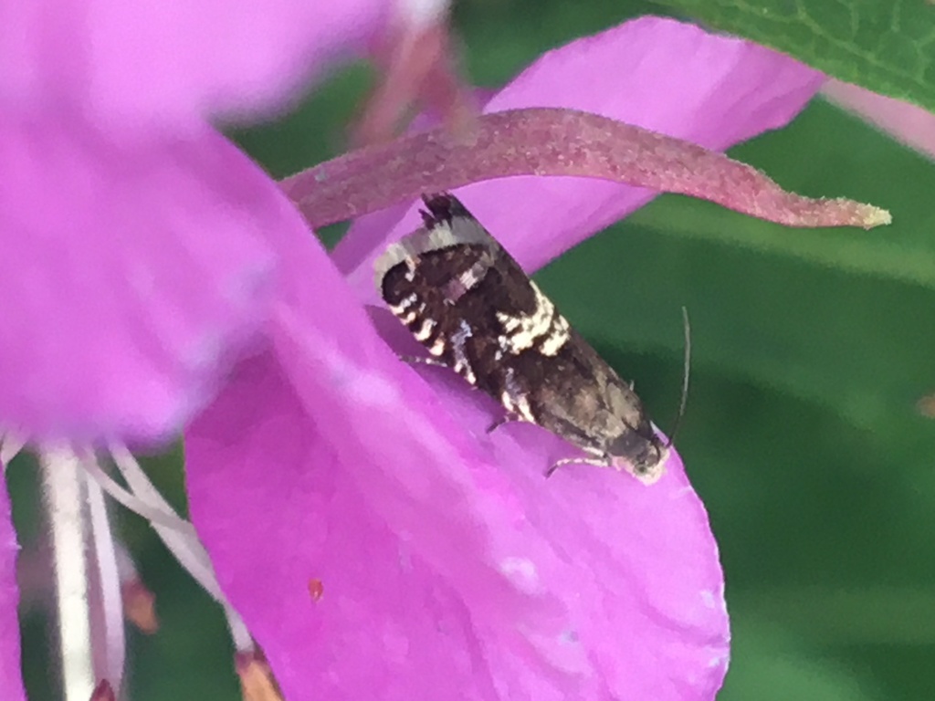 Grapholita aureolana
