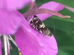 Grapholita aureolana