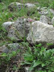 Erigeron caucasicus