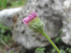 Erigeron caucasicus