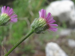 Erigeron caucasicus
