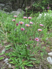 Erigeron caucasicus