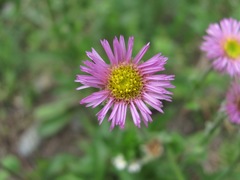 Erigeron caucasicus
