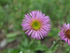 Erigeron caucasicus