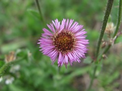 Erigeron caucasicus