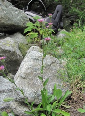 Erigeron caucasicus