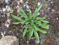 Erigeron caucasicus