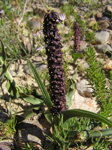 Wurmbea recurva B.Nord.