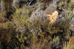 Protea witzenbergiana