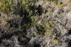 Protea witzenbergiana