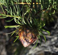 Protea witzenbergiana
