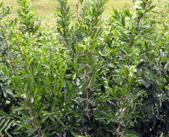 Salix tetrasperma