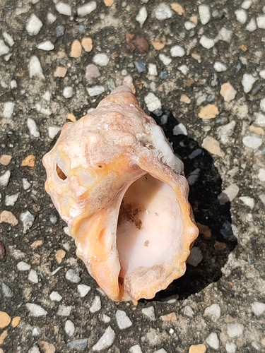 Mancinella echinulata, 2021-08-24