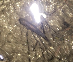 Pimephales notatus