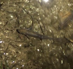 Pimephales notatus